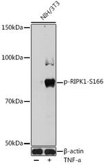Phospho-RIP1 (Ser166) Antibody in Western Blot (WB)