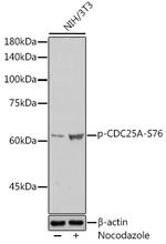 Phospho-Cdc25A (Ser76) Antibody in Western Blot (WB)