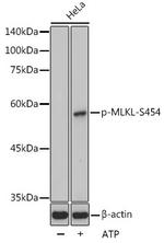 Phospho-MLKL (Ser454) Antibody in Western Blot (WB)