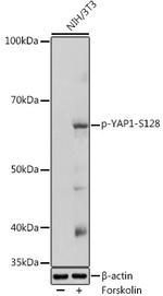 Phospho-YAP1 (Ser128) Polyclonal Antibody