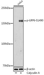 Phospho-LRP6 (Ser1490) Polyclonal Antibody