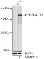 Phospho-ASK1 (Thr845) Antibody in Western Blot (WB)