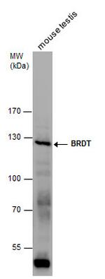 BRDT Polyclonal Antibody