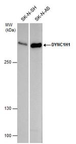DYNC1H1 Polyclonal Antibody