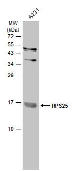RPS25 Polyclonal Antibody