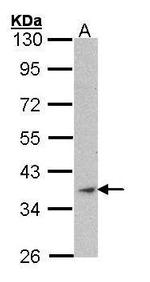 ACTA1 Antibody in Western Blot (WB)