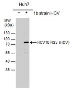 Hepatitis C Virus NS3 Polyclonal Antibody