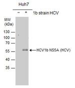 Hepatitis C Virus NS5a Polyclonal Antibody