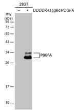 PDGFA Polyclonal Antibody
