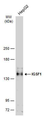 IGSF1 Polyclonal Antibody