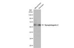 Synaptotagmin 2 Polyclonal Antibody