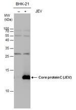 Japanese Encephalitis Virus Core Protein C Polyclonal Antibody