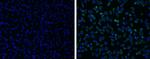 Japanese Encephalitis Virus NS1 Polyclonal Antibody
