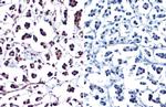 Phospho-Histone H2A.X (Ser139) Antibody in Immunohistochemistry (Paraffin) (IHC (P))