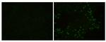 PRRS Virus Nucleocapsid Protein Polyclonal Antibody