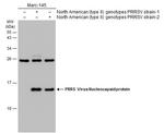 PRRS Virus Nucleocapsid Protein Antibody in Western Blot (WB)