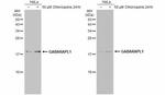 GABARAPL1 Antibody in Western Blot (WB)