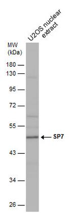 SP7 Polyclonal Antibody