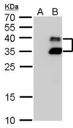 BarX1 Polyclonal Antibody