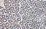 Histone H4 Antibody in Immunohistochemistry (Paraffin) (IHC (P))