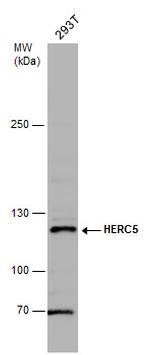 HERC5 Polyclonal Antibody