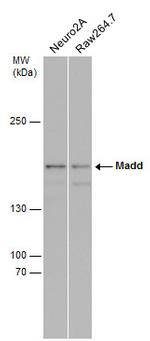 MADD Polyclonal Antibody