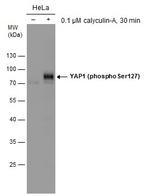 Phospho-YAP1 (Ser127) Polyclonal Antibody