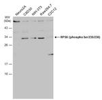 Phospho-RPS6 (Ser235, Ser236) Antibody in Western Blot (WB)