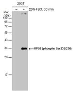 Phospho-RPS6 (Ser235, Ser236) Antibody in Western Blot (WB)
