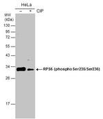 Phospho-RPS6 (Ser235, Ser236) Polyclonal Antibody
