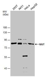 MUT Polyclonal Antibody