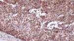 IRS4 Antibody in Immunohistochemistry (Paraffin) (IHC (P))