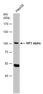 HIF3A Antibody in Western Blot (WB)