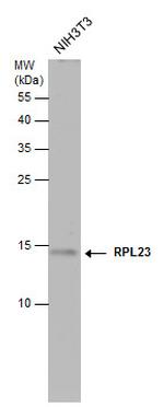 RPL23 Polyclonal Antibody