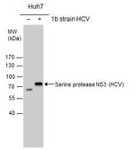 Hepatitis C Virus NS3 Polyclonal Antibody