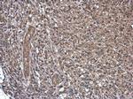 CD169 Antibody in Immunohistochemistry (Paraffin) (IHC (P))