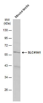 SLC41A1 Polyclonal Antibody