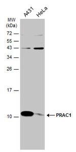 PRAC Polyclonal Antibody