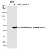 West Nile Virus Envelope Polyclonal Antibody