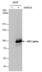 HIF3A Antibody in Western Blot (WB)