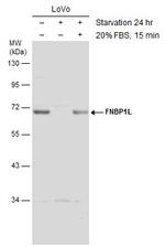 TOCA-1 Polyclonal Antibody