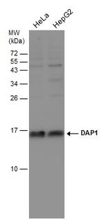 DAP1 Polyclonal Antibody