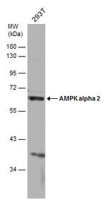 AMPK alpha 2 Polyclonal Antibody