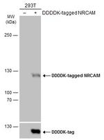 NRCAM Polyclonal Antibody