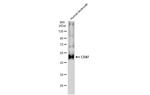 CD47 Antibody in Western Blot (WB)