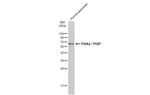 PDIA2 Polyclonal Antibody