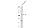 C6 Polyclonal Antibody