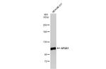 AP2A1 Polyclonal Antibody