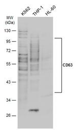 CD63 Antibody in Western Blot (WB)