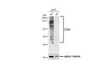 CD63 Antibody in Western Blot (WB)